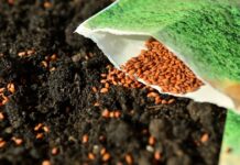 Domov důchodců v Čížkovicích jaro přivítal zahradničením