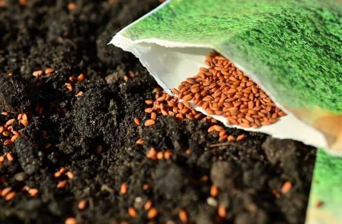 seeds-1302793_960_720