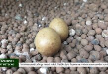 ČÍŽKOVICE: V cementárně Lafarge hnízdí sokoli. Vajíčka byla focena na stodvacetimetrovém komínu