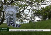 LITOMĚŘICE: V blízkosti skalního útvaru Kočka vyrostly „Kouzelné stromy“