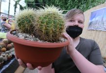 FOTOGALERIE – Výstava kaktusů ve sklenících libochovického zámku