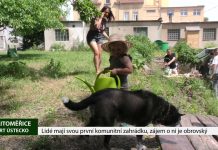 LITOMĚŘICE: Lidé mají svou první komunitní zahrádku, zájem o ni je obrovský