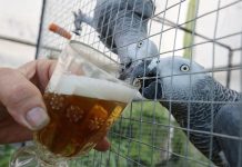 FOTOREPORTÁŽ – V parném dni pivo chutnalo i papouškům