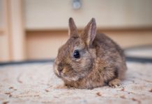 Dům dětí a mládeže Rozmarýn pořádá „Den zvířat“