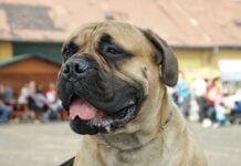 Zahrada Čech bude hostit Krajskou výstavu psů