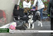 LITOMĚŘICE: Krajská výstava psů měla letos rekordní účast