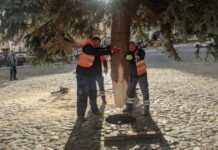 FOTOREPORTÁŽ: Na Mírové náměstí dnes dorazil vánoční strom