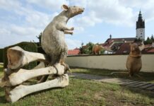 V Litoměřicích se usídlili obří hlodavci