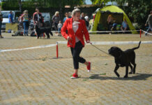 Mezinárodní výstava psů tento víkend na Zahradě Čech