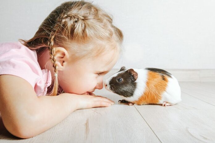 Girl,Holding,A,Guinea,Pig,In,Her,Arms,,On,A