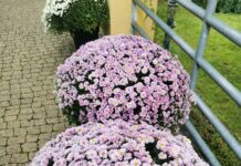 Domov pro seniory na Dómském pahorku rozkvetl