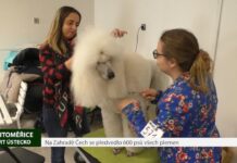 LITOMĚŘICE: Na Zahradě Čech se předvedlo 600 psů všech plemen