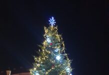 Roudnický vánoční strom je z Bechlína, rozsvítí se tuto neděli