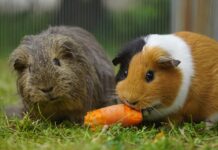 DDM Rozmarýn daruje zvířátka!