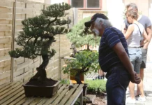 Na nádvoří Státního zámku Libochovice začala výstava bonsají