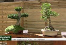 LIBOCHOVICE: Areál zámku byl opět plný bonsají a papoušků