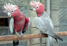 Svatovavřinecká pouť bude i s výstavou zvířat a okrasného ptactva