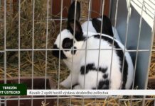 TEREZÍN: Kavalír 2 opět hostil výstavu drobného zvířectva