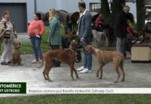 LITOMĚŘICE: Krajskou výstavu psů hostilo Výstaviště Zahrady Čech