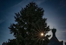 Fotogalerie: Vánoční strom na Mírovém náměstí objektivem Rainera Bacha