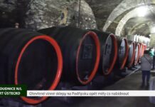 ROUDNICE N.L.: Otevřené vinné sklepy na Podřipsku opět měly co nabídnout
