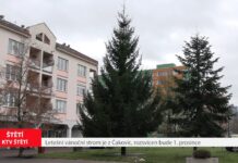 ŠTĚTÍ: Letošní vánoční strom je z Čakovic, rozsvícen bude 1. prosince