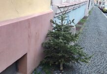 Technické služby začaly se svozem vysloužilých vánočních stromků
