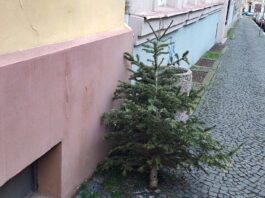 Technické služby začaly se svozem vysloužilých vánočních stromků