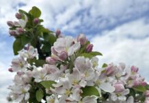 Slavnosti květů si můžete užít pěšky i na kole, budou s ochutnávkami