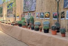Do Libochovic se vrací výstava kaktusů a sukulentů
