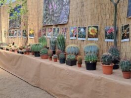 Do Libochovic se vrací výstava kaktusů a sukulentů